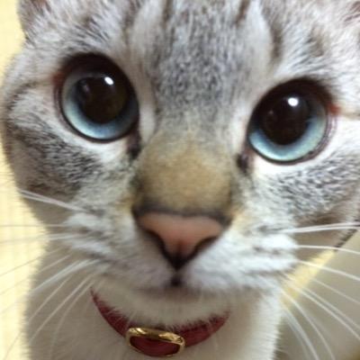 しじみ's profile picture