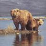 ursus 的头像