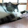 櫻子（Denko） profil fotoğrafı