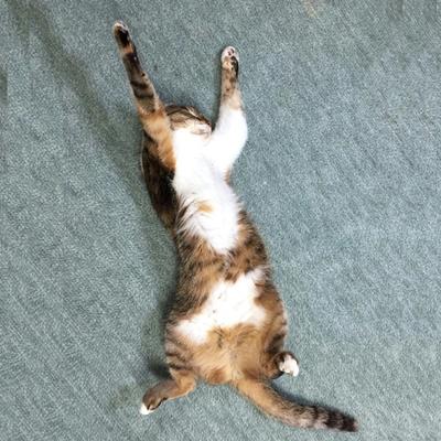 ちゃお's profile picture