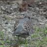 鳥餅ぺた profil fotoğrafı