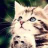 ใฝใใ* ้ฑๅใใฏใไผใฟโผ.๏ฝกโฟ's profile picture