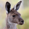 Фото профиля Sir Skippy