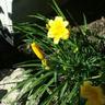 Sahar Abdelhadi's profile picture