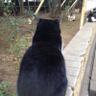 ヘタレな迷い犬 的头像