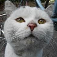 kacchi0516's profile picture