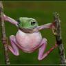 Фото профиля The Frog
