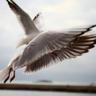 نورس🕊 profil fotoğrafı