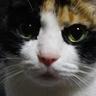 ジャスミン profil fotoğrafı