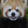 Profilbild von ぱんだ