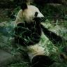 Alexadner Han's profile picture