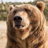 Фото профиля Elder Grizzly