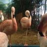 Фото профиля Bongo & Flamingo