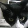 黒猫くろり profil fotoğrafı
