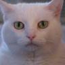 A Cat Named Bitches 的头像