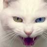Profilbild von Catbox Ambush