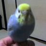チルの外食日和パート2 profil fotoğrafı