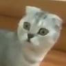 skoro's profile picture