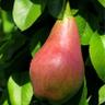 Canadian pear profil fotoğrafı