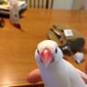 ルナ's profile picture