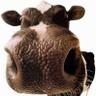 ilke's profile picture