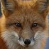 Ken Fox's profile picture