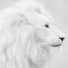 BandaR's profile picture