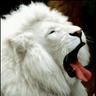 Great kopites's profile picture