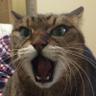 みみしけ's profile picture
