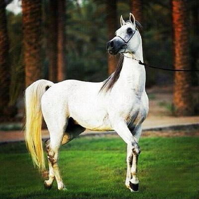 بنت الشمال's profile picture