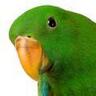 burritosbite's profile picture