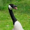 Goose's profile picture