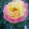 Фото профиля LoveTruthJoy