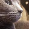 Profilbild von 鬼灯Acid Black cat