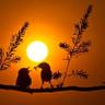 Adagio profil fotoğrafı