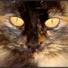 Fuzzybudget profil fotoğrafı