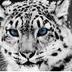 Rod Bamberry's profile picture