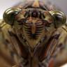 クマゼミ profil fotoğrafı