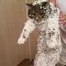 たー𝖘𝖓𝖕 profil fotoğrafı