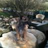 Steve Davison's profile picture