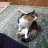 ひよこ猫 profil fotoğrafı