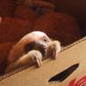 The Pirate Sloth 的头像