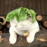 Lettuce Cat's profile picture