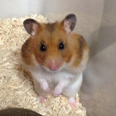 コロ's profile picture
