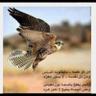 حمد الحربي profil fotoğrafı