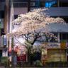 東京 野良桜™ 小野寺宏友 的头像