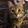 F@brizio profil fotoğrafı