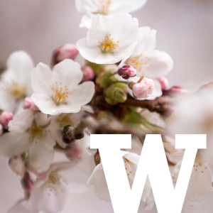 uwcherryblossom's profile picture
