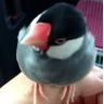 バムセの文鳥アカ's profile picture