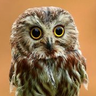 Profilbild von Agant